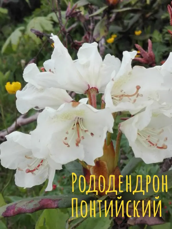 gognaya_flora_sochi 3