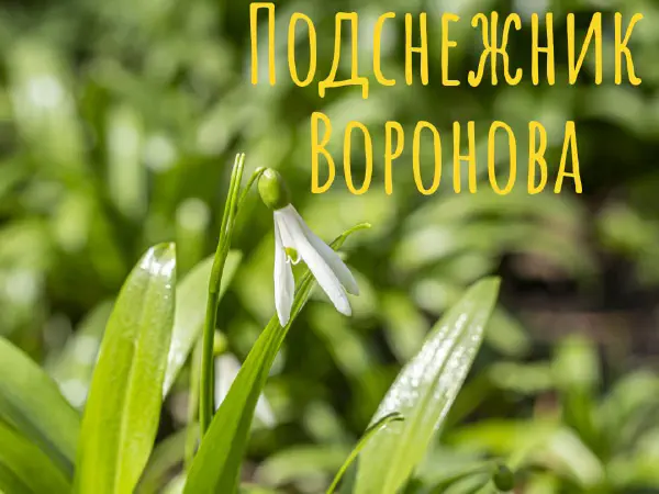 gognaya_flora_sochi 4