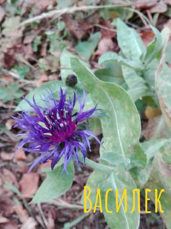 gognaya_flora_sochi 5