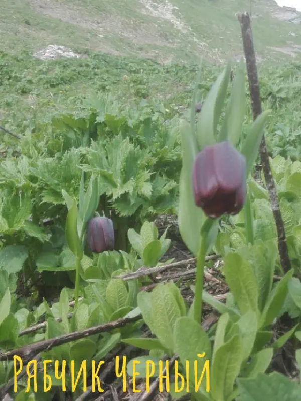 gognaya_flora_sochi 6