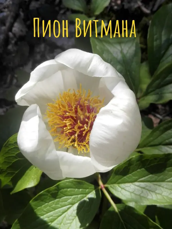 gognaya_flora_sochi 8