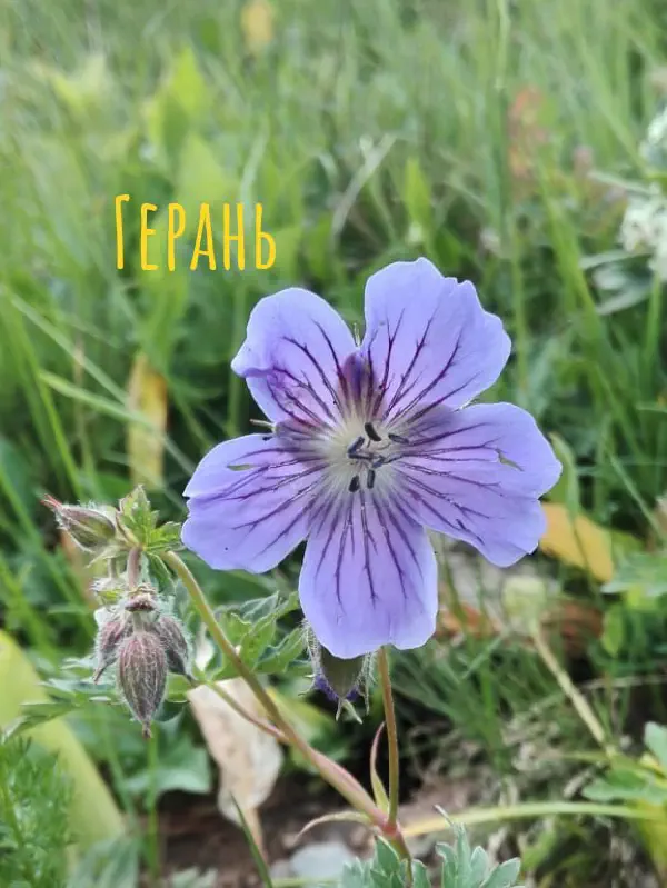 gognaya_flora_sochi 10