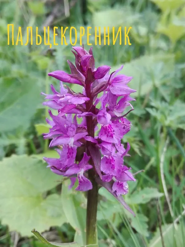 gognaya_flora_sochi 11