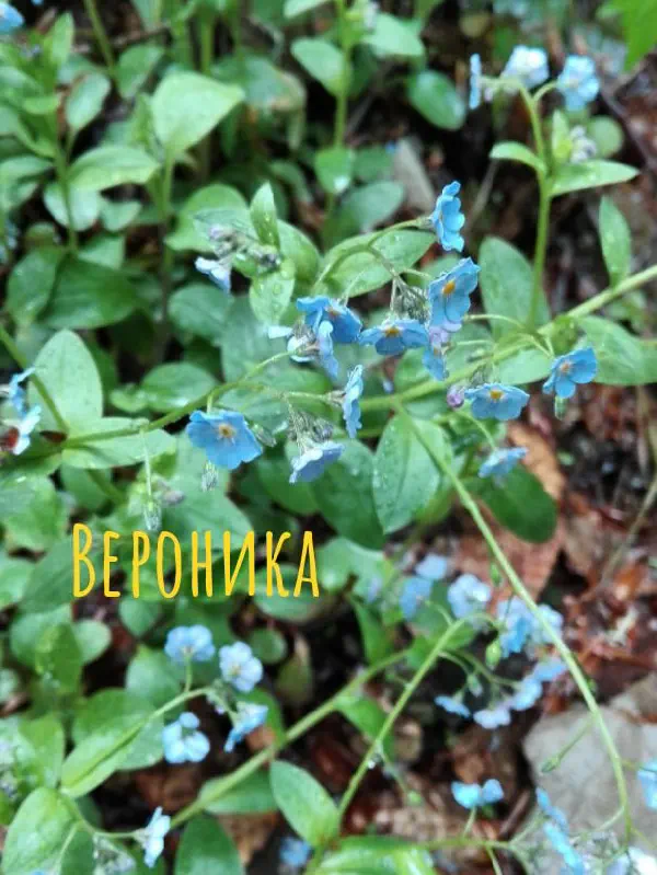 gognaya_flora_sochi 12