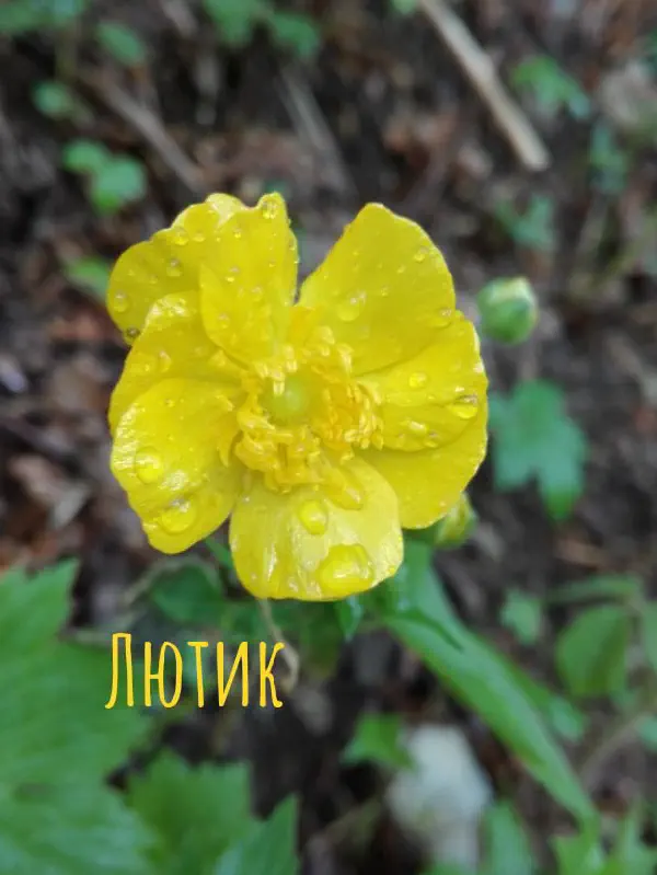gognaya_flora_sochi 13