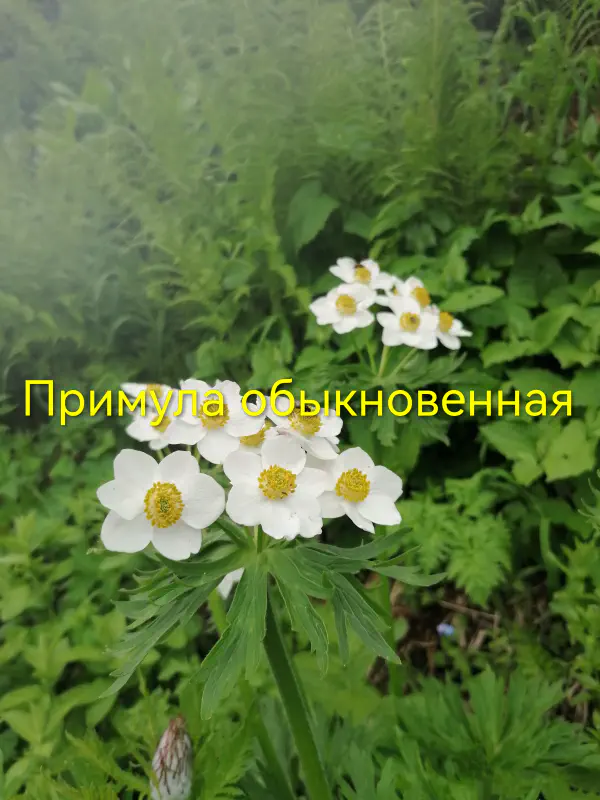 gognaya_flora_sochi 15