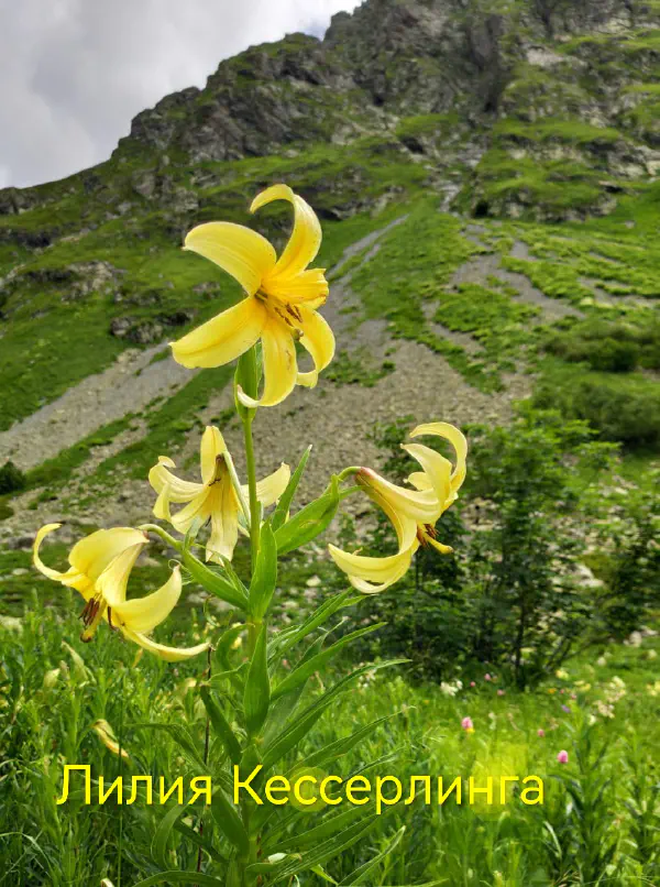 gognaya_flora_sochi 16